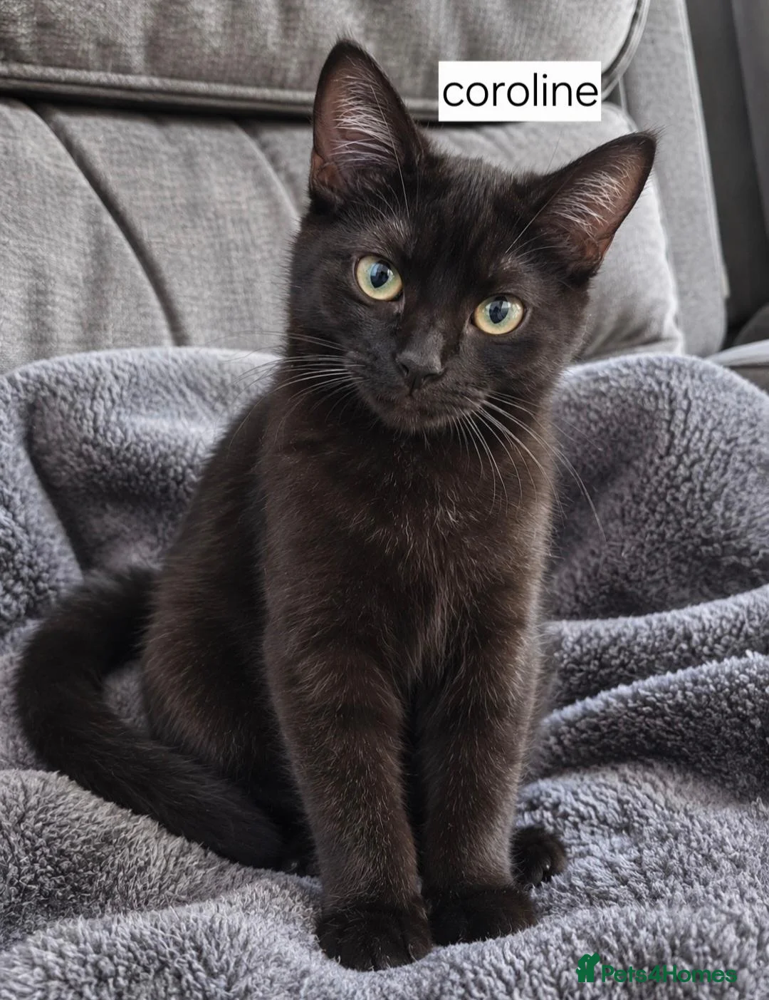 Mixed Breed cats for sale: Cats for sale - Advert 2