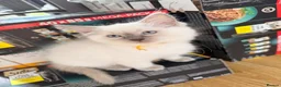 Ragdoll cats for sale: 💙 GCCF Lilac Male Ragdoll READY NOW 2 LEFT💙 - Advert 5