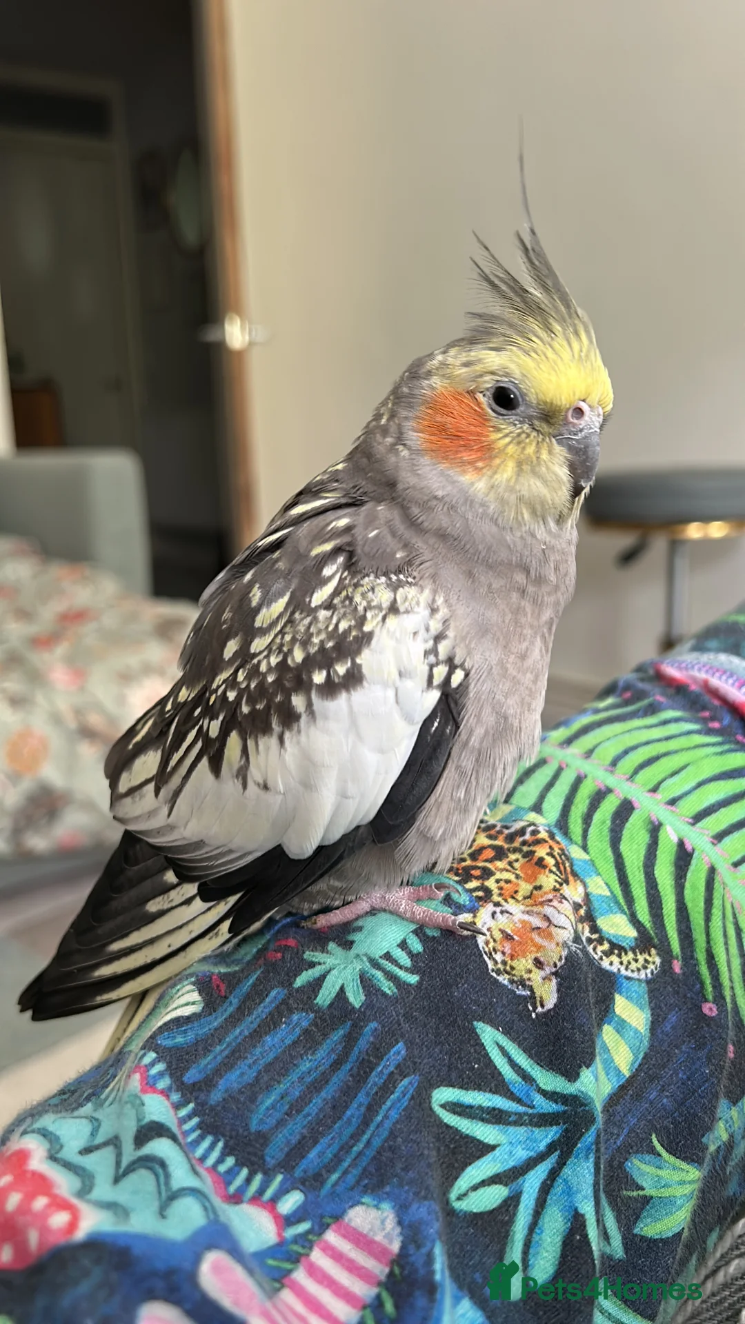 Cockatiels birds for sale: Two Loving Female Cockatiels for Rehoming - Advert 21