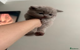 British Shorthair cats for sale: GCCF British Shorthair Kittens  excellent pedigree - Image 10