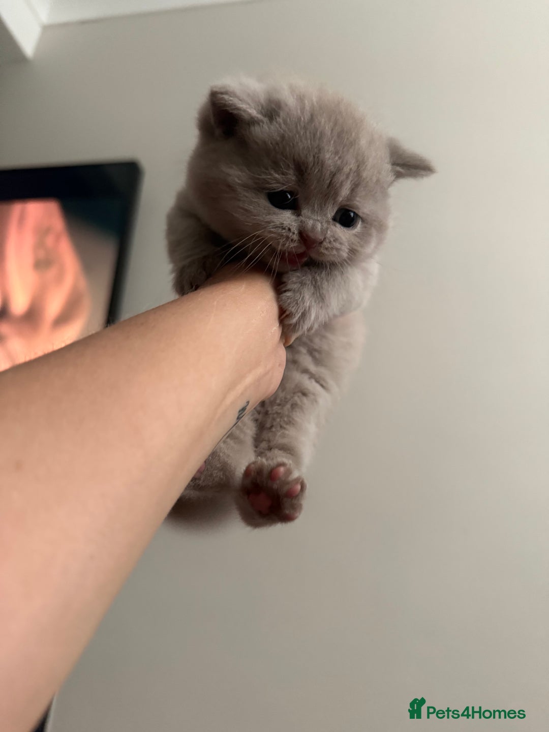 British Shorthair cats for sale: GCCF British Shorthair Kittens  excellent pedigree - Image 10