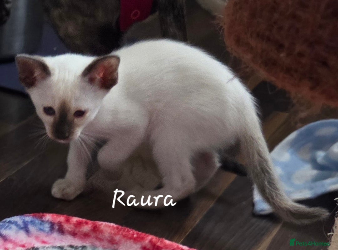 Oriental cats for sale: 8 supersoft GCCF registered Oriental kittens  - Image 30