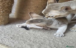 Singapura cats for sale: Stunning Singapura kittens  - Image 30