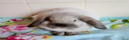 Mini Lop rabbits for sale: Pedigree Mini Lops in Tamworth - Advert 11