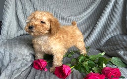 Poodle dogs for sale: Red small miniature poodle mum is tiny one 💙left - Image 8