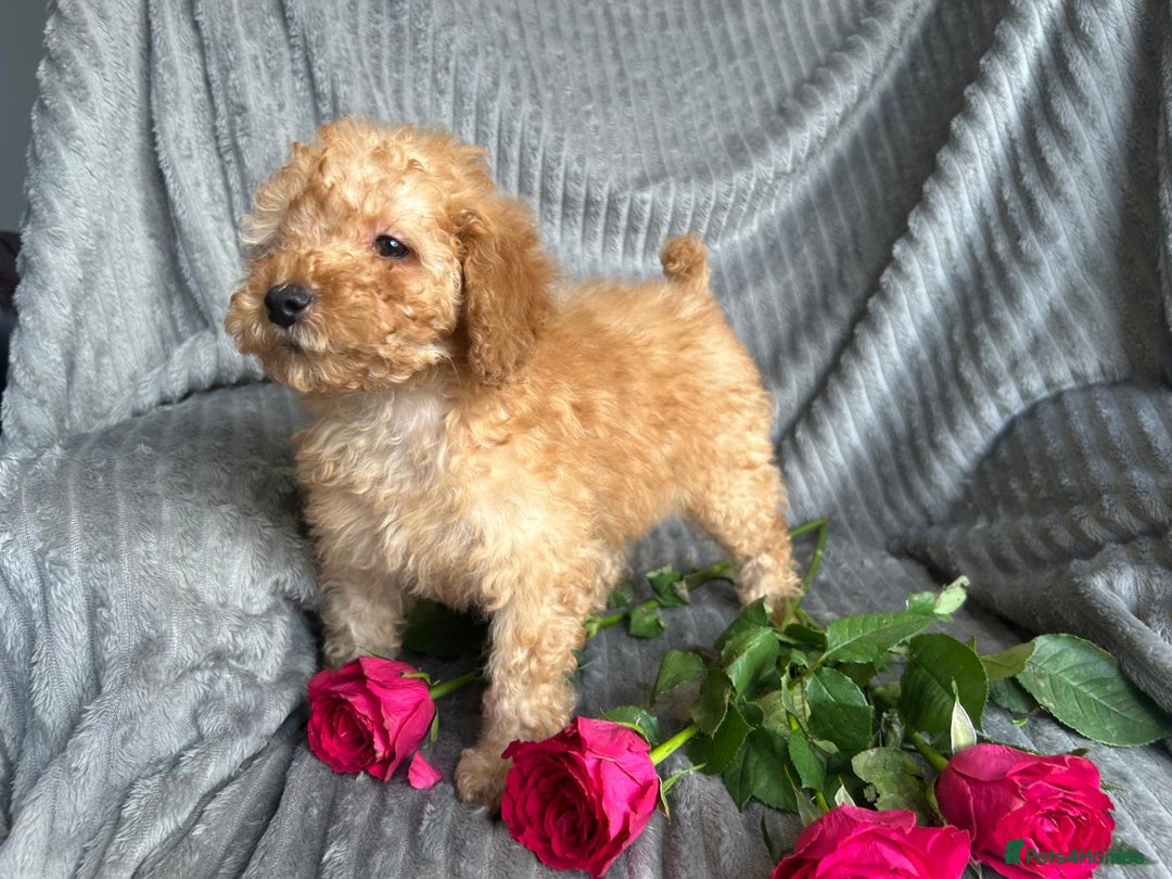 Poodle dogs for sale: Red small miniature poodle mum is tiny one 💙left - Image 8
