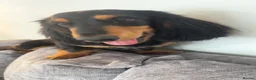 Miniature Dachshund dogs for sale: Long haired miniature daschund for sale  - Advert 3