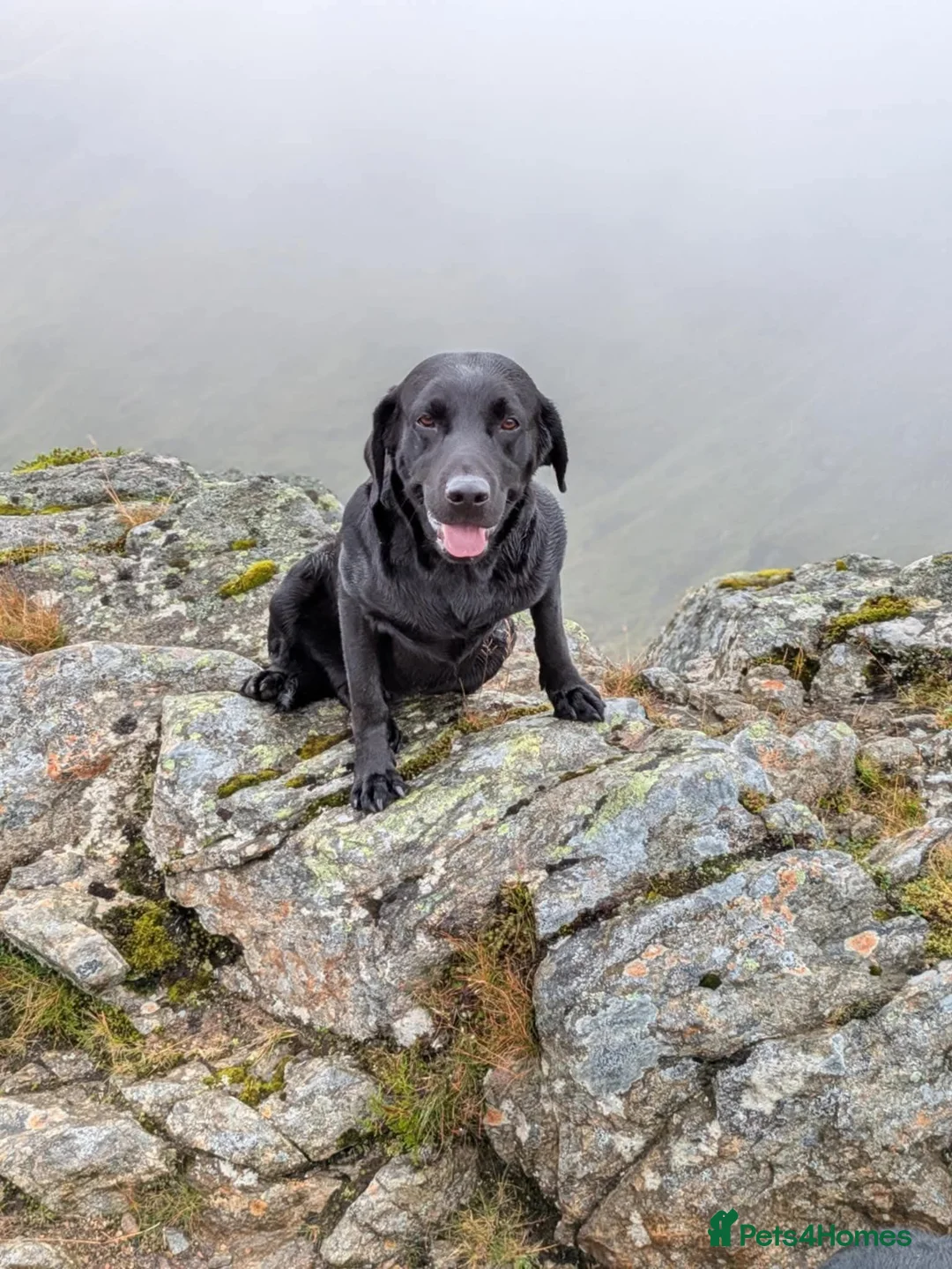 Labrador Retriever dogs for sale: 3 year old non KC lab - Advert 1