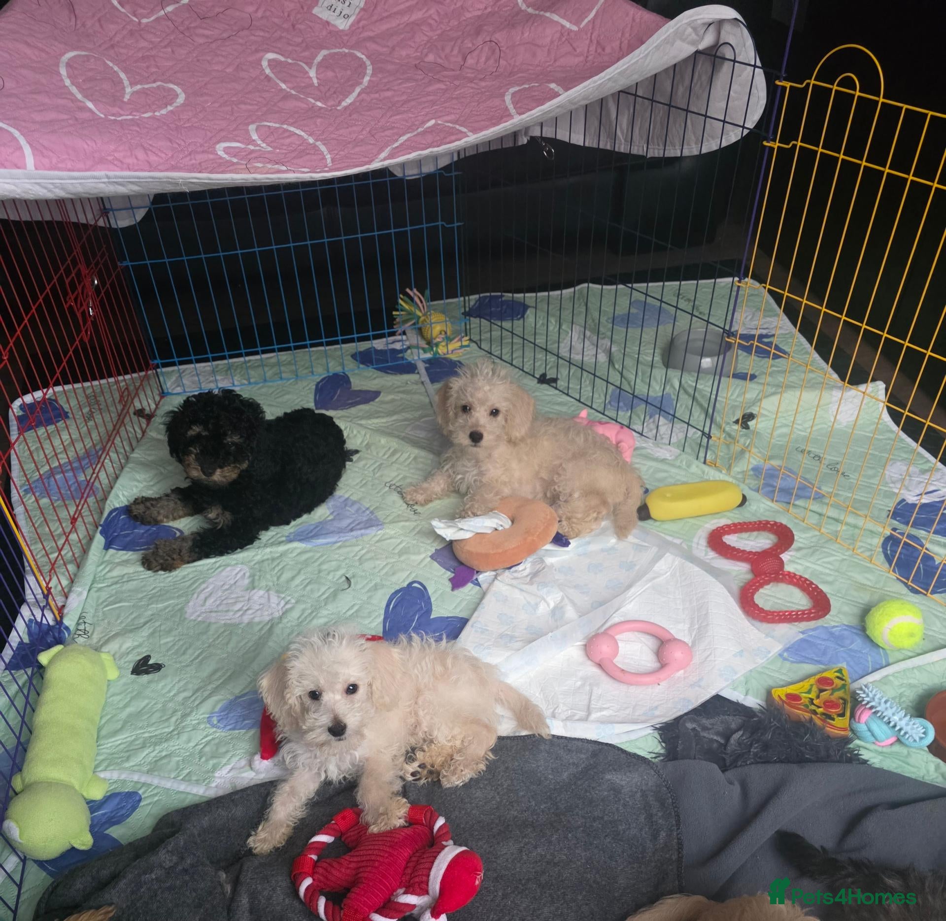 Jackapoo dogs Toy poodle 3/4 puppies  - Advert 6
