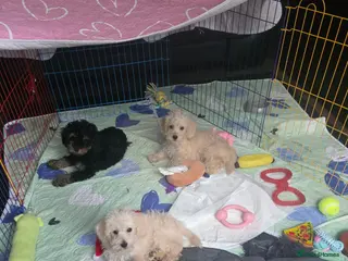 Jackapoo dogs Toy poodle 3/4 puppies - Advert 6