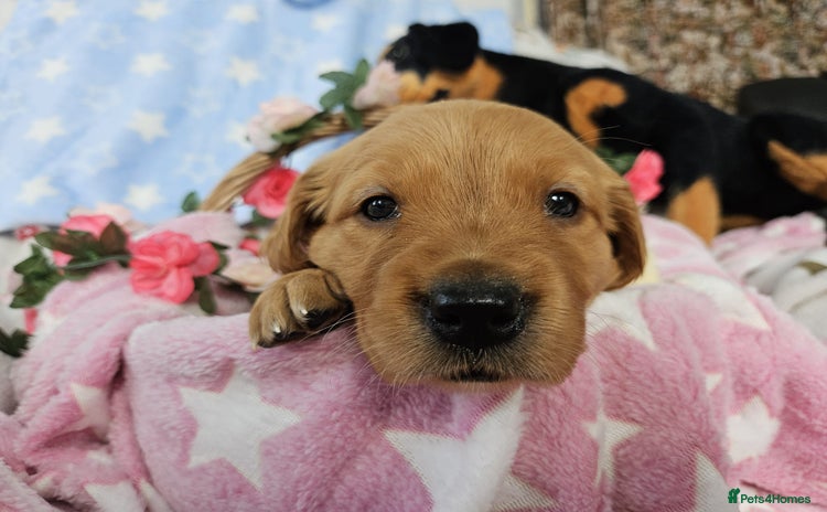 Golden Retriever dogs - Advert 1