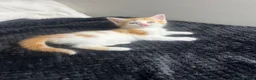 Mixed Breed cats for sale: Mixed breed kittens for sale - Advert 13