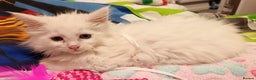 Maine Coon cats for sale: POLYDACTYL white maine coon female kitten - Advert 2