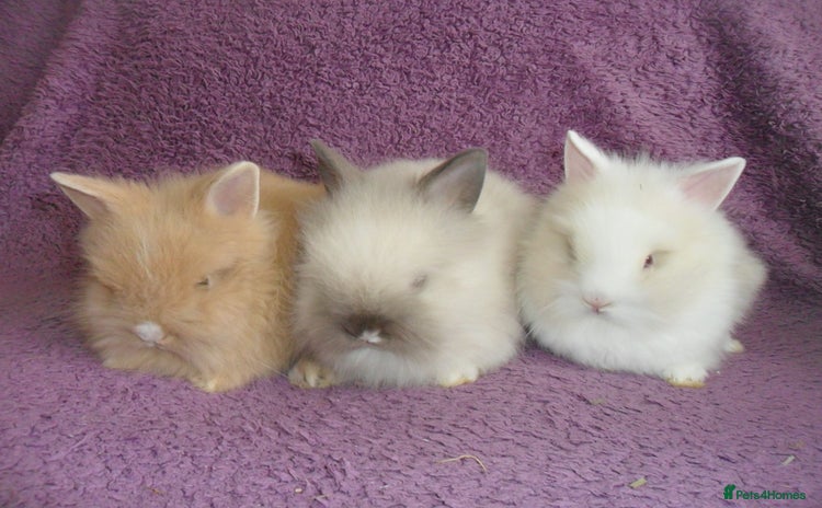 Lionhead rabbits - Advert 3