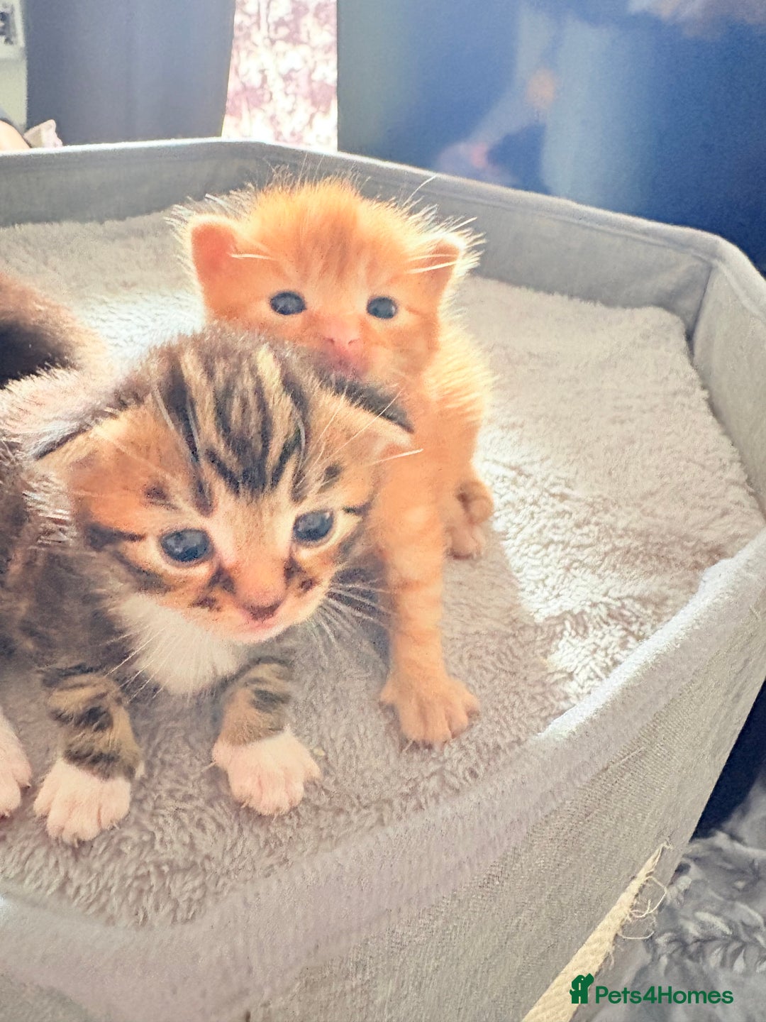 American Shorthair cats for sale: Tabby Twins & Gingee - Image 5