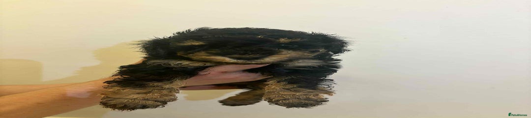 Miniature Poodle Puppy 1