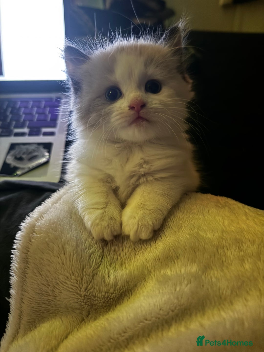 Mixed Breed cats for sale: The cutest Mixed Kittens - Image 1