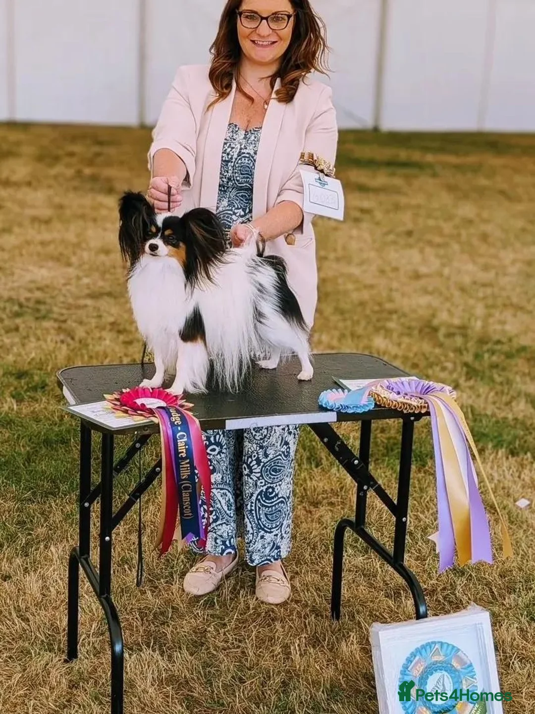 Papillon dogs for sale: Quality, well bred Papillon puppies available  - Advert 4