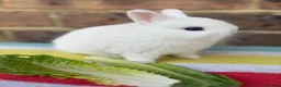 Netherland Dwarf rabbits for sale: White, Chocolate & Blue Netherland Dwarf Bunnies  - Advert 9