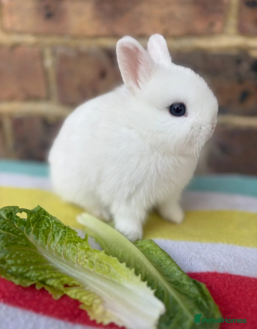 Netherland Dwarf rabbits for sale: White, Chocolate & Blue Netherland Dwarf Bunnies  - Advert 9