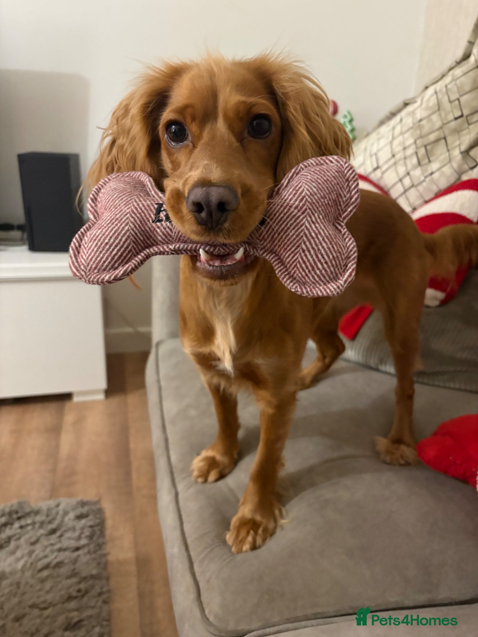 Cockapoo dogs Cocker poo puppy’s  - Advert 4