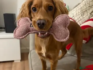 Cockapoo dogs Cocker poo puppy’s - Advert 1