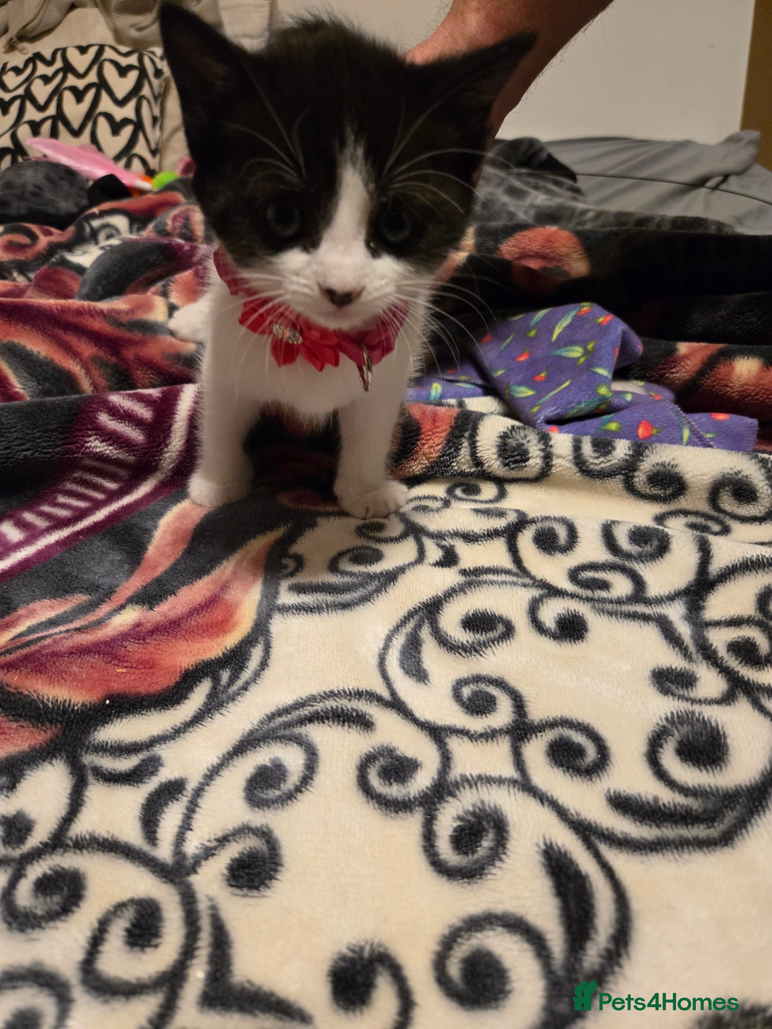 Mixed Breed cats Kittens Looking for Loving Homes  - Advert 1