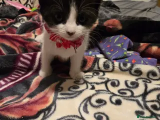 Mixed Breed cats Kittens Looking for Loving Homes - Advert 1