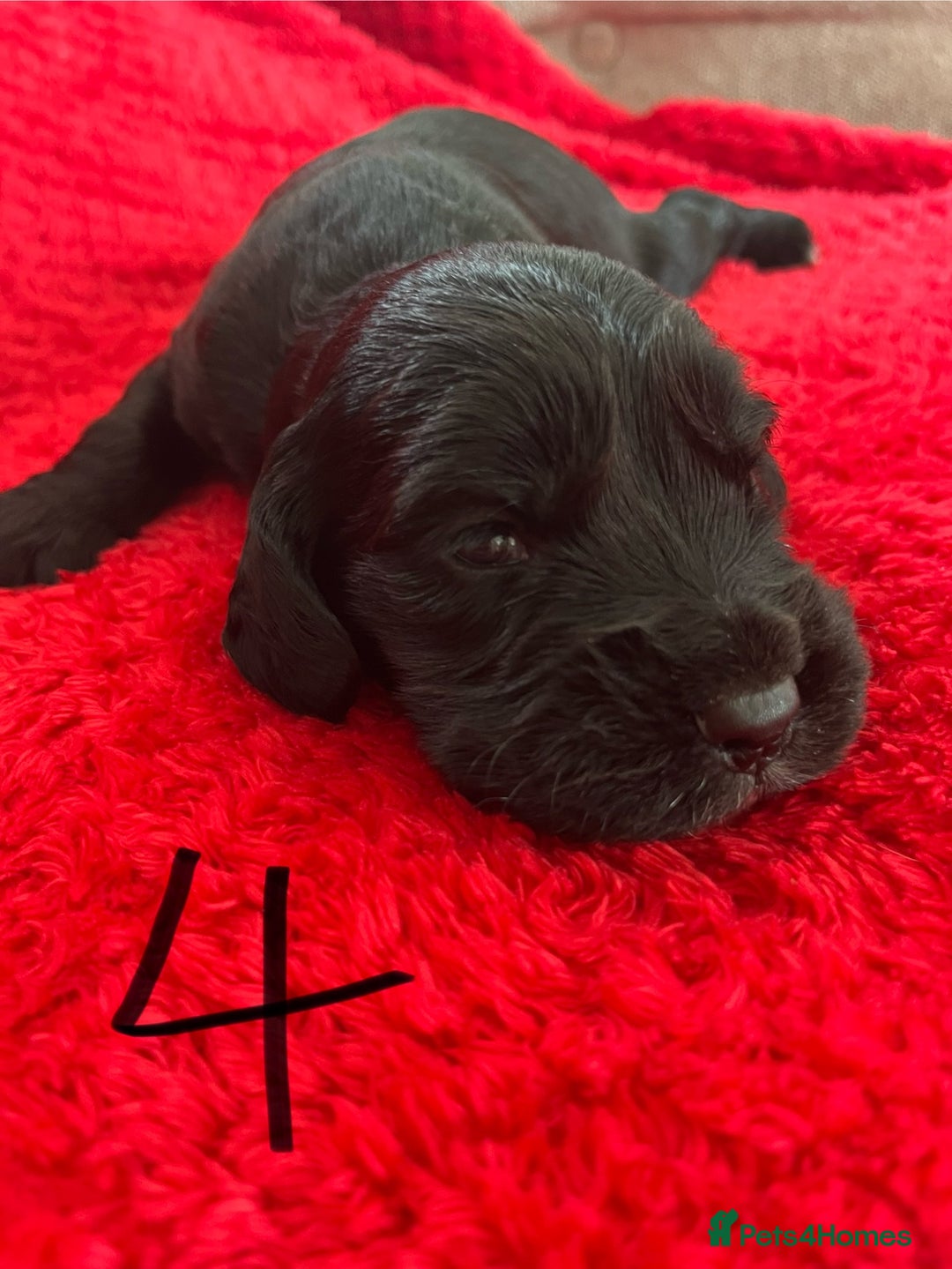 Cocker Spaniel dogs for sale: 7 Beautiful Cocker Spaniel Boys - Image 12