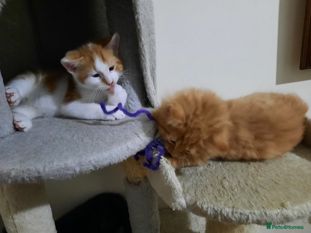 Domestic Shorthair cats for sale: Happy kittens ready to share love and joy  - Image 11