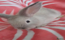 Rex rabbits for sale: Female bunnies  - Image 2