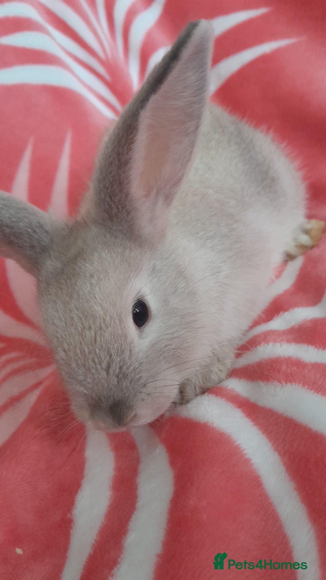 Rex rabbits for sale: Female bunnies  - Image 2