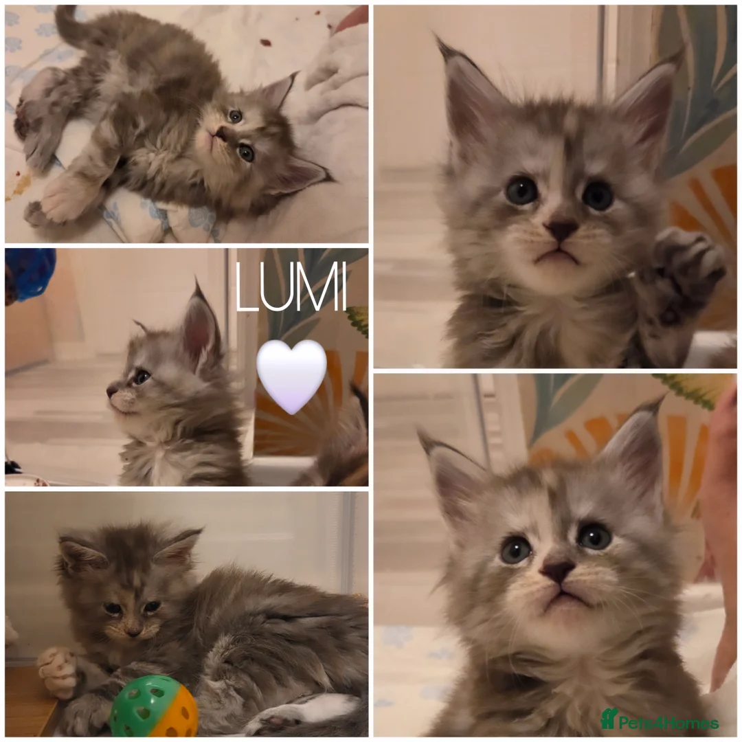 Maine Coon cats for sale: Stunning quality silver Tica Mainecoon kittens  - Advert 27