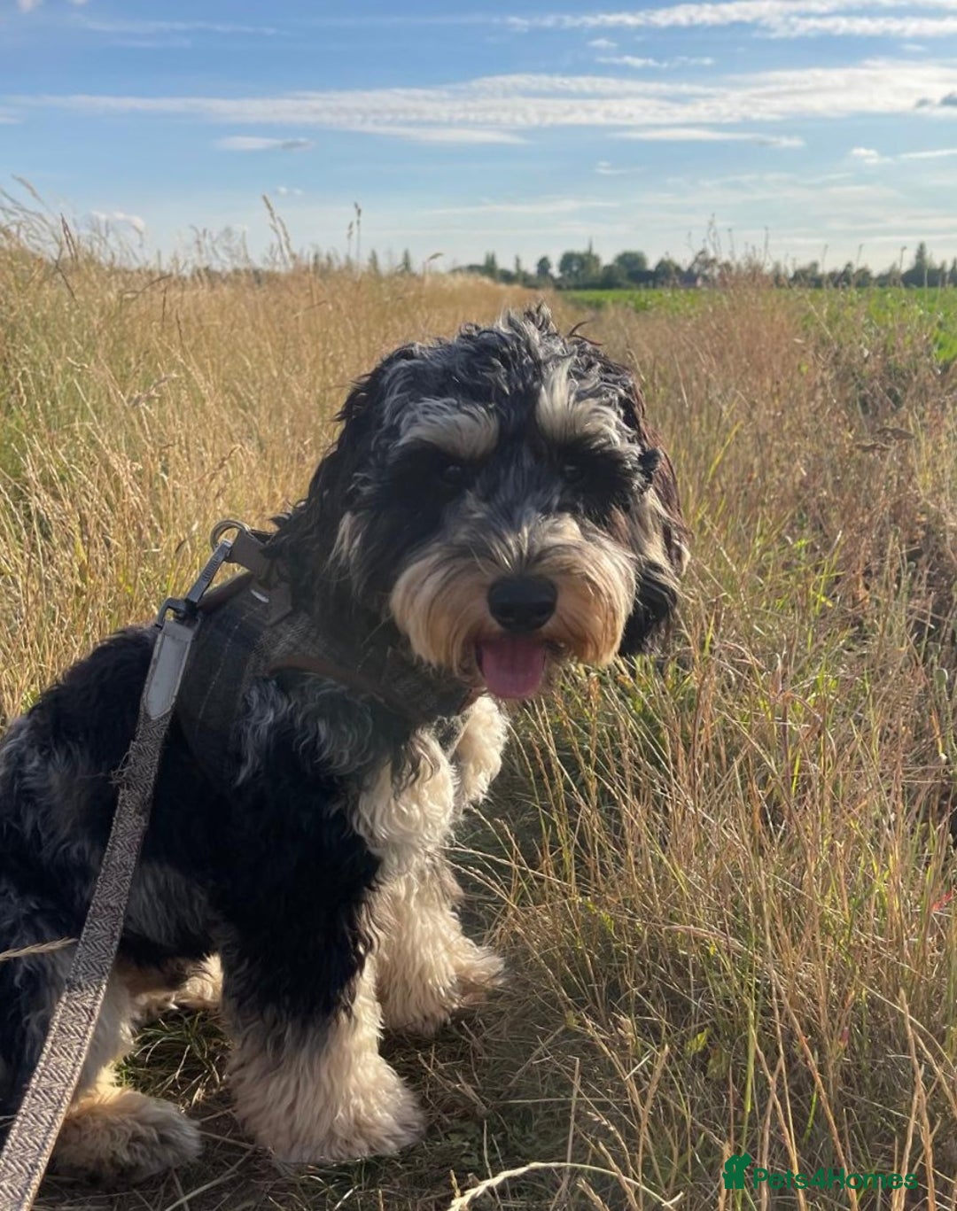 Cockapoo dogs for sale: Reggie the Blue Merle Tri coloured Cockerpoo  - Image 2
