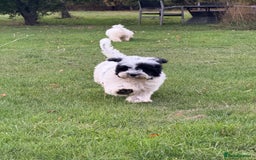 Maltipoo dogs for sale: 🌟LAST 2🌟 Black+White Boy 🐼 Biscuit+White Girl🍪 - Image 7