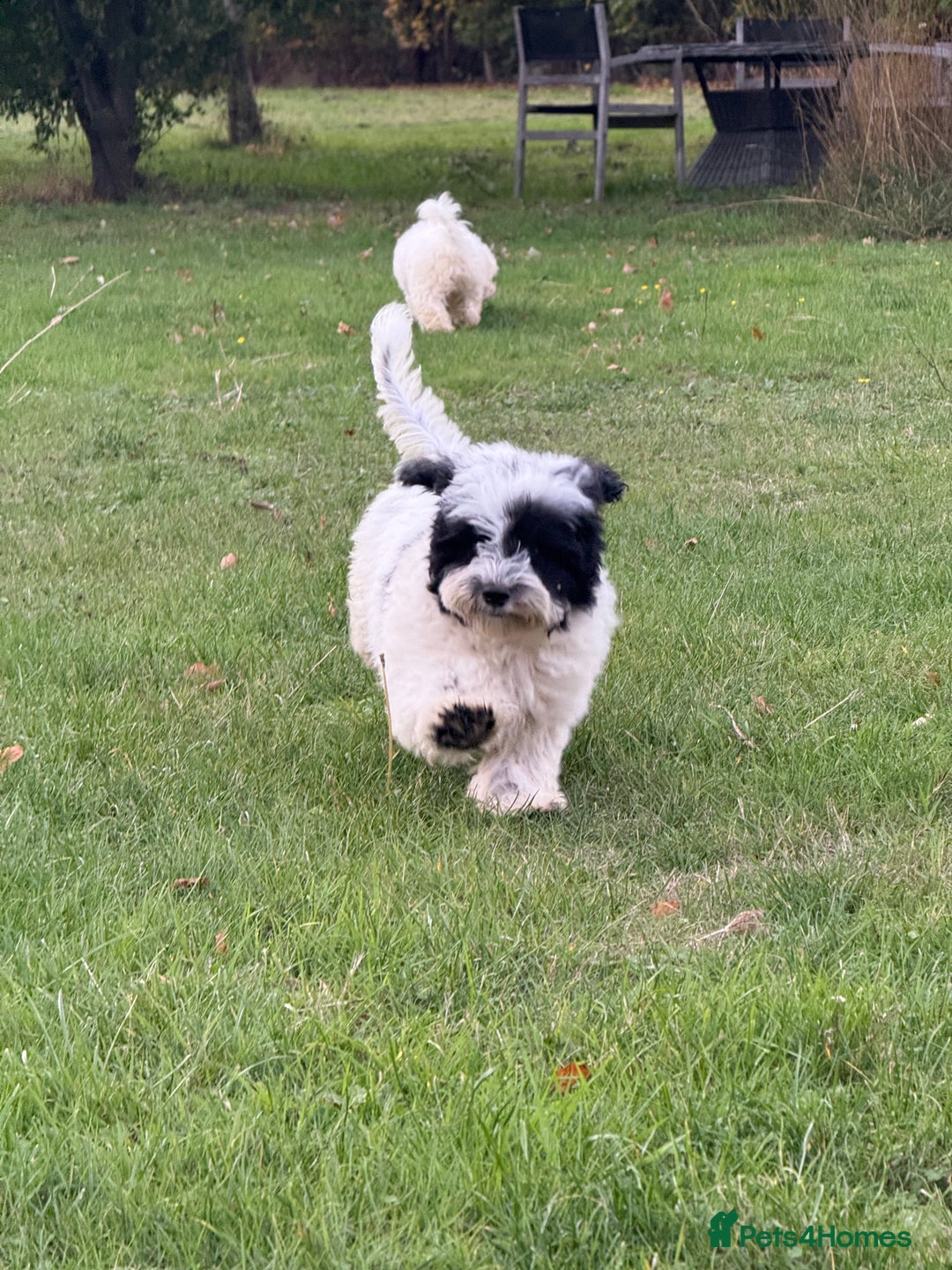 Maltipoo dogs for sale: 🌟LAST 2🌟 Black+White Boy 🐼 Biscuit+White Girl🍪 - Image 7