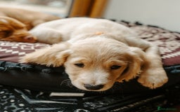 Cocker Spaniel dogs for sale: REDUCED, 2 LEFT. READY NOW! Cocker Spaniel mix - Image 20