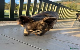 French Bulldog dogs for sale: REDUCED to £1100!!!Fluffy Frenchies in Edinburgh - Image 3