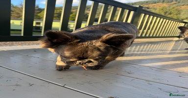 French Bulldog dogs in Edinburgh - Advert 14