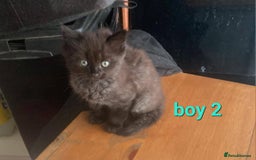 Mixed Breed cats for sale: Beauitful male kittens - Image 2