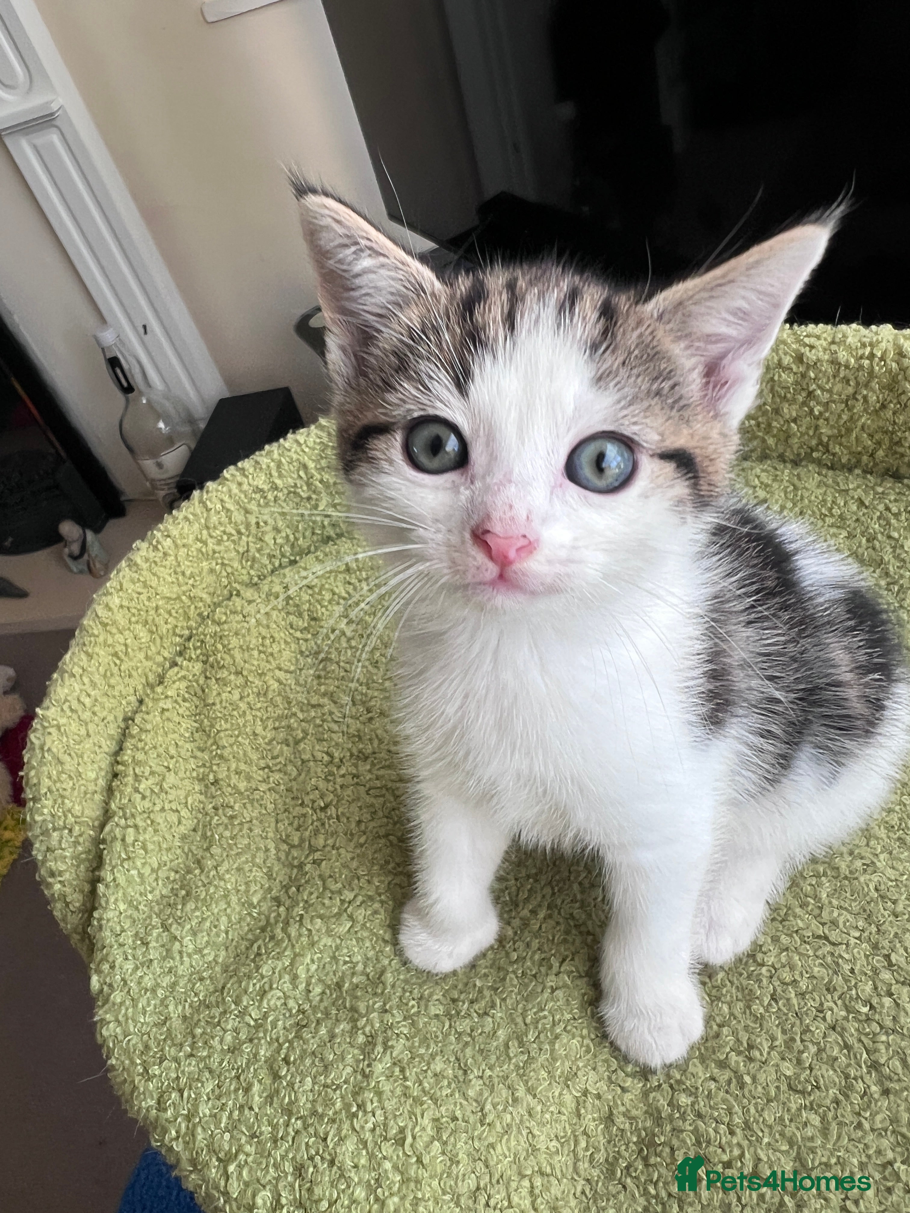 Mixed Breed cats REDUCED PRICE DUE TO HOLIDAY  - Advert 2