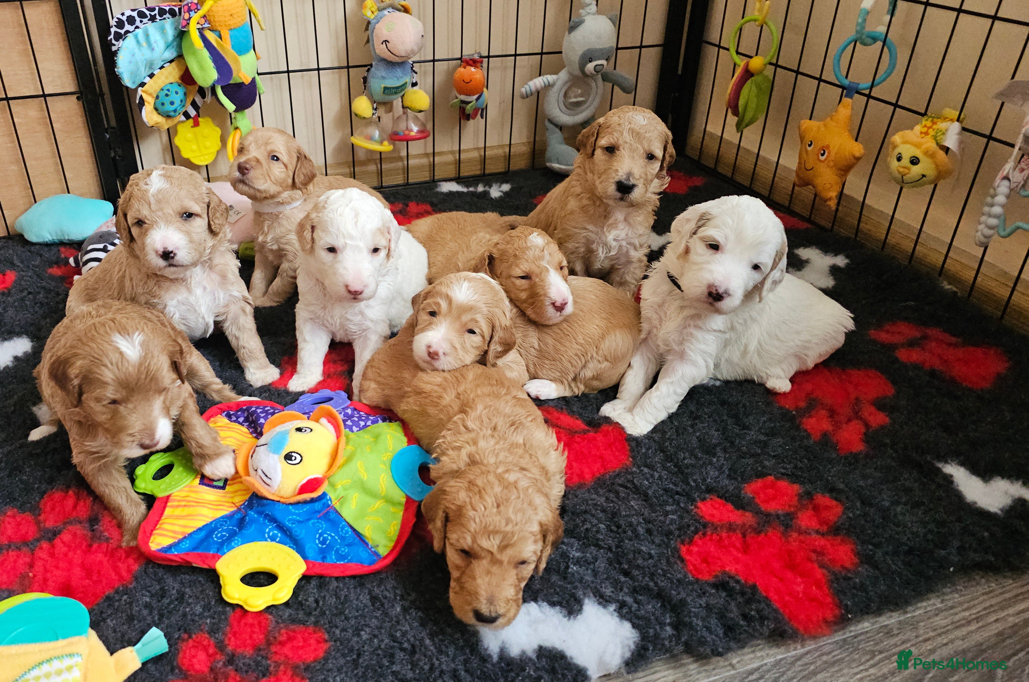 Australian Labradoodle dogs AUSTRALIAN LABRADOODLES❣️LAST TWO! PRICE REDUCED  - Advert 1