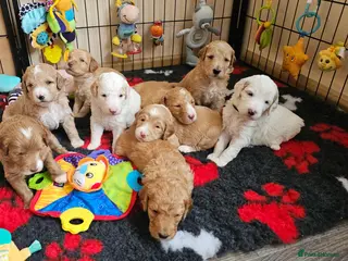 Australian Labradoodle dogs AUSTRALIAN LABRADOODLES❣️LAST TWO! PRICE REDUCED - Advert 1