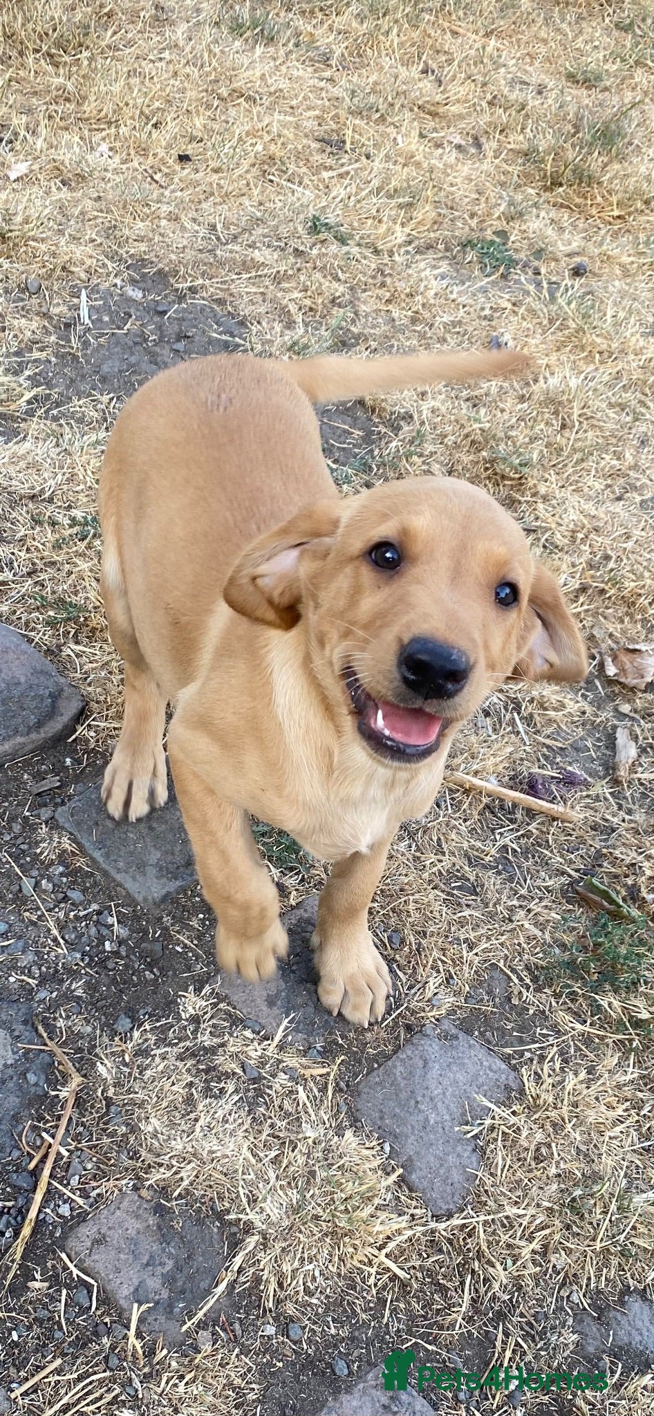 Labrador Retriever dogs Champion Labrador puppies - Advert 2