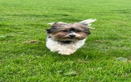 Yorkshire Terrier dogs for sale: 2 Yorkshire terrier females 2 years old SPAYED  - Image 2