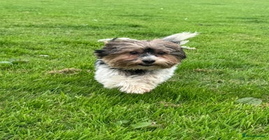 Yorkshire Terrier dogs - Advert 15