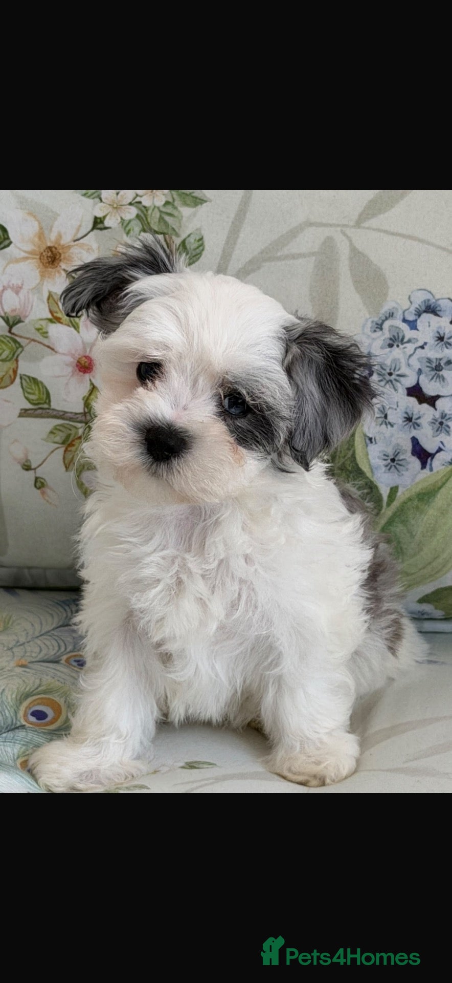 Maltipoo dogs 🐾 TINY F1B MALTIPOO PUPPIES 🐾 - Advert 1