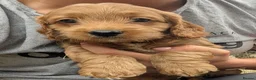 Cockapoo dogs for sale: Licensed breeder, health tested F1 cockapoo pups - Advert 29