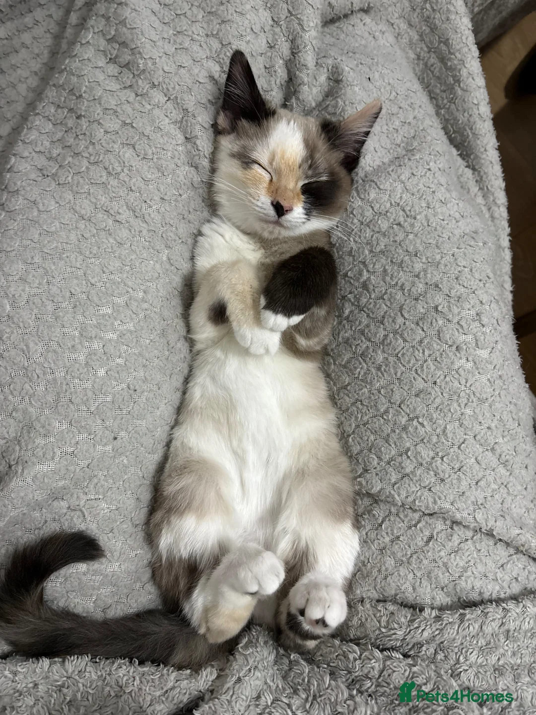 Mixed Breed cats for sale: Lovely girl available  in Dagenham - Advert 1