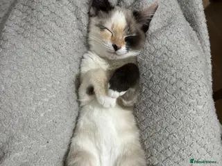 Mixed Breed cats Lovely girl available - Advert 3